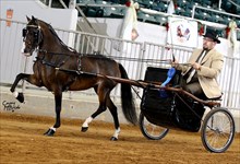 Rachel 2012 Congress Champion & Driving PONY OF THE YEAR