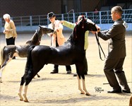 Sully 2013 Congress Champion and ALL STARS Champion