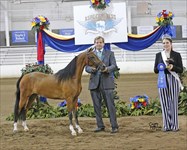 True at 2018 Congress Champion Modern Pleasure 2 Yr Old Mare (Over)