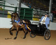 Rocky 2010 Congress Classic Pleasure Driving Stakes Grand Champion