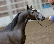 CH William Cody as yearling at Congress 2014