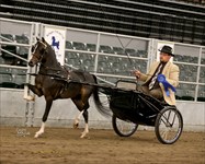 Jacob 2014 Congress Champion Modern Formal Driving Jr. Pony as 3 yr. old