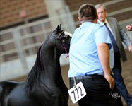 Sully 2014 Congress Res. Champion 2 yr. old MP Stallion