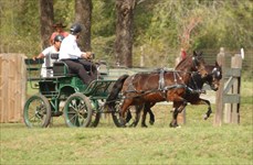 Channie/Ellie driving in CDE competition