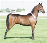 Rocky at his 1st show as yearling 2008 - Champion of Champions!