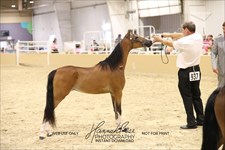 Melania 2026 Congress Grand Champion Modern Pleasure Mare