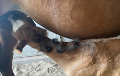 look at his curls in his mane!