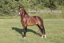 CH Sir Lancelot "Lance"