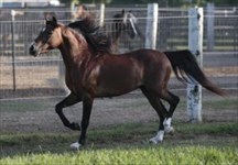 CH Sir Lancelot "Lance"