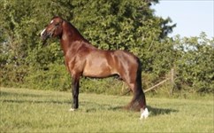 CH Sir Lancelot "Lance"