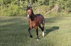 CH Sir Lancelot "Lance"
