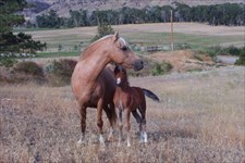 Lance as a foal