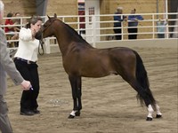 CH Sir Lancelot Area VI Show