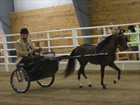 CH Sir Lancelot Area VI Show