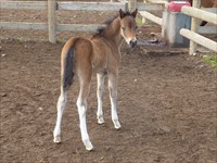 CH Zebulun foal