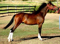 CH Zebulon as a yearling