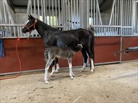 Unrivaled with 1st foal