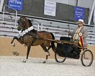 Reward 2019 Congress Modern Formal Driving Stakes Res.Champion