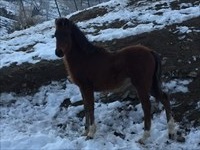 Reward as weanling
