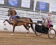 Reward 2018 Congress Modern Formal Driving Stakes Grand Champion!