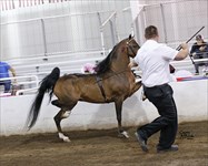 Reward 2018 Congress Res. Grand Champion Modern Stallion Halter