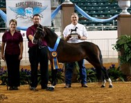 Rachel 2012 Congress Grand Champion Modern Pleasure Mare