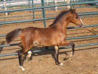 Rachel as a weanling