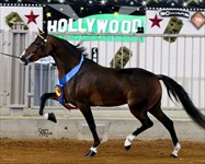Rachel 2012 Congress Grand Champion Modern Pleasure Mare