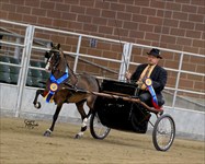 Rachel 2013 Congress Modern Pleasure Driving Stakes Grand Champion