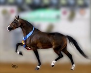 Rachel 2012 Congress National Grand Champion Modern Pleasure Mare