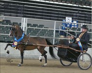 Rachel 2013 Congress Stakes Grand Champion Modern Pleasure Driving