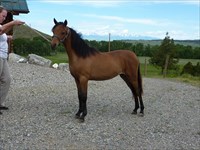 Obsession as a yearling