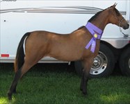 Obsession Champion of Champions as a 2 yr. old