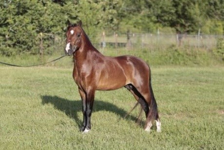 CH Sir Lancelot (HOF)
