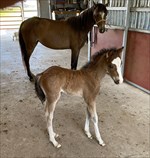 Dulcinea’s 2021 bay colt