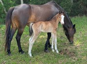 Ellie's Modern Shetland Colt